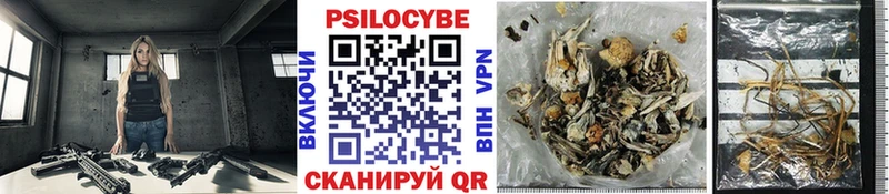 Купить  Плёс  Галлюциногенные грибы Cubensis 
